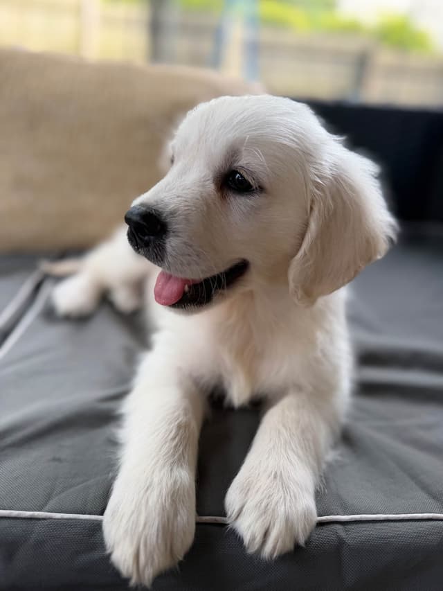 Golden Retriever Puppies- English cream media 18
