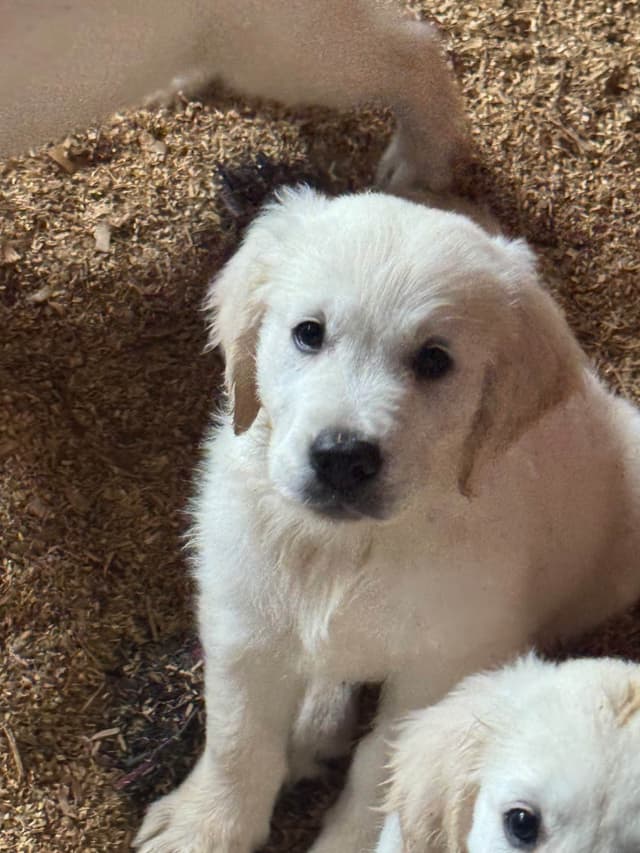 Golden Retriever Puppies- English cream media 20