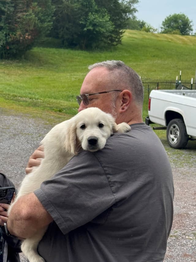 Golden Retriever Puppies- English cream media 22
