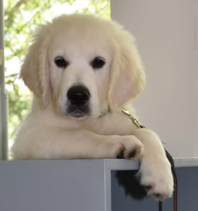 Golden Retriever Puppies- English cream media 23