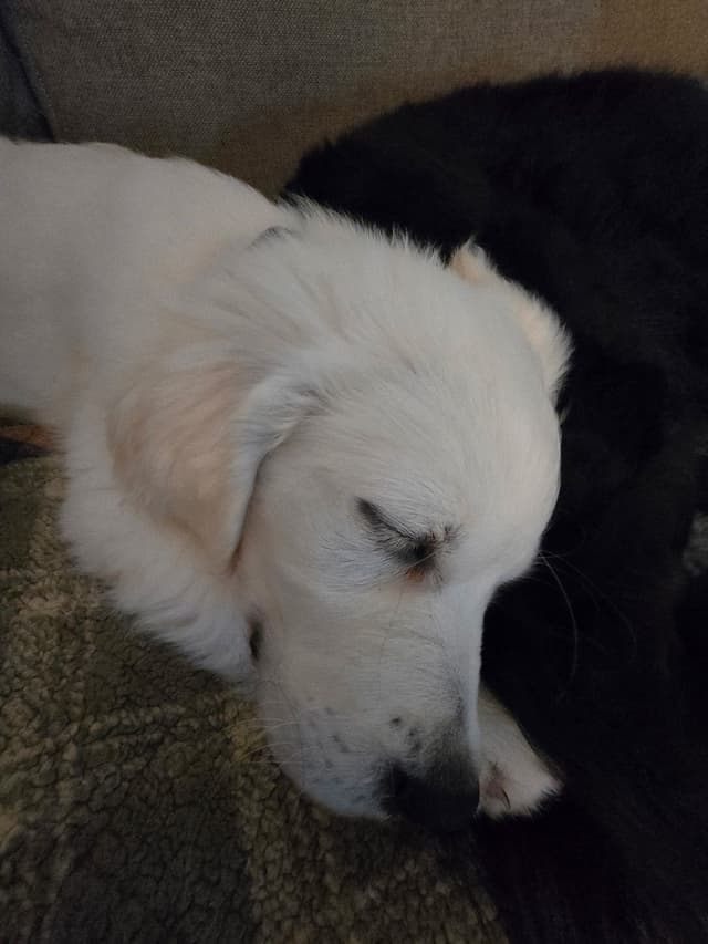 Golden Retriever Puppies- English cream media 24