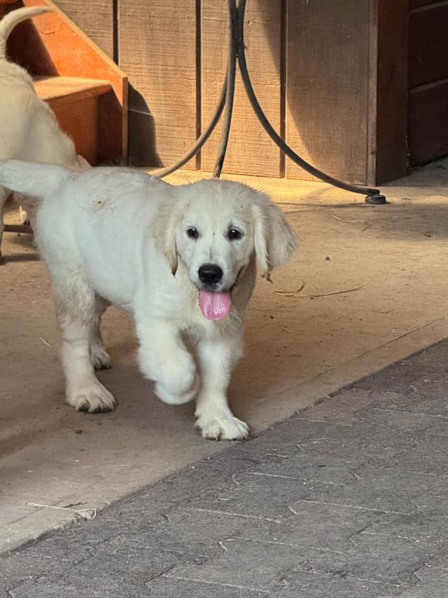 Golden Retriever Puppies- English cream media 25