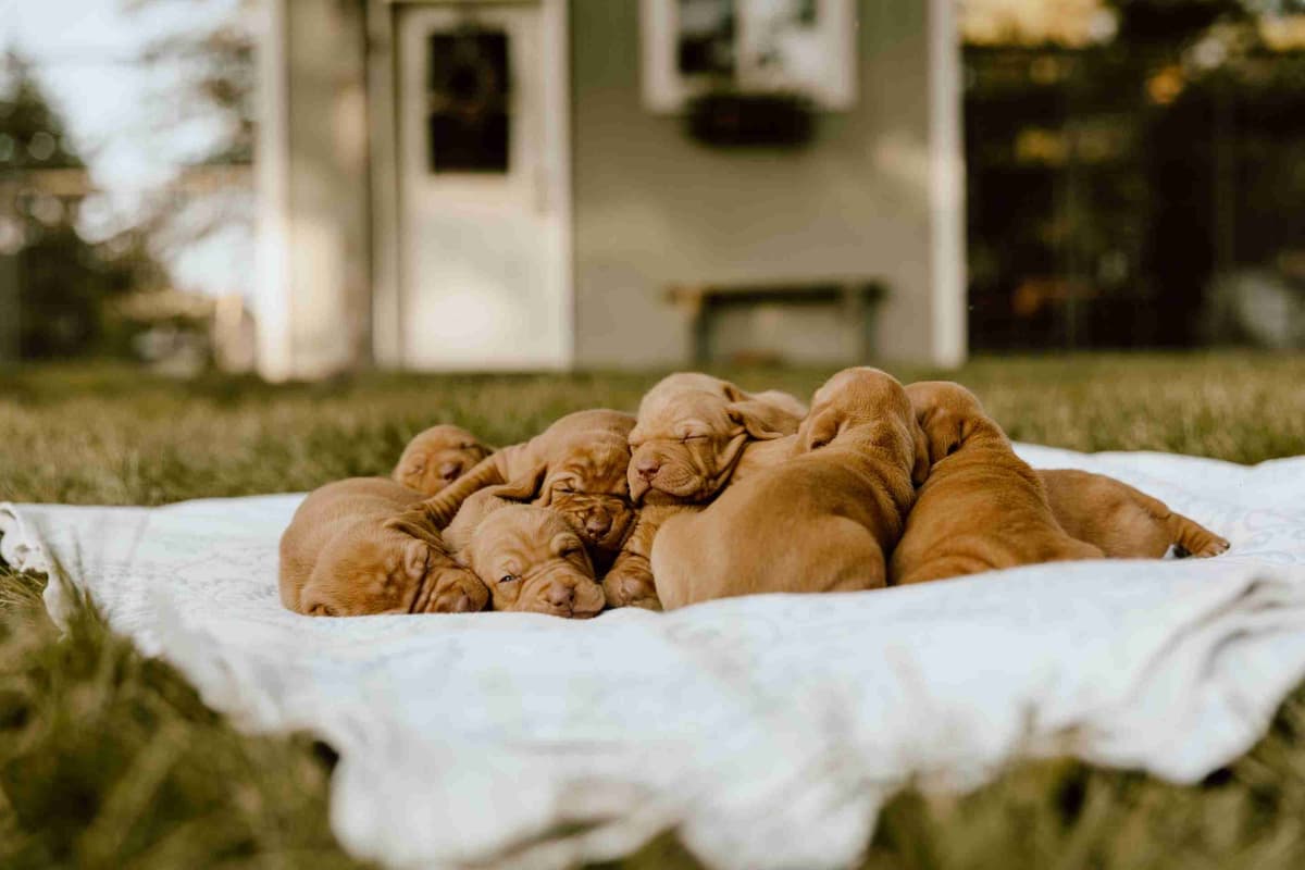 Vizsla Puppies breeder image 1