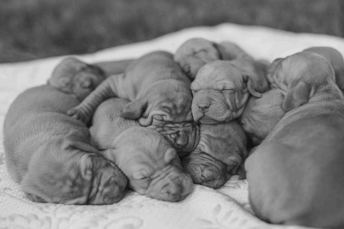 Vizsla Puppies breeder image 2