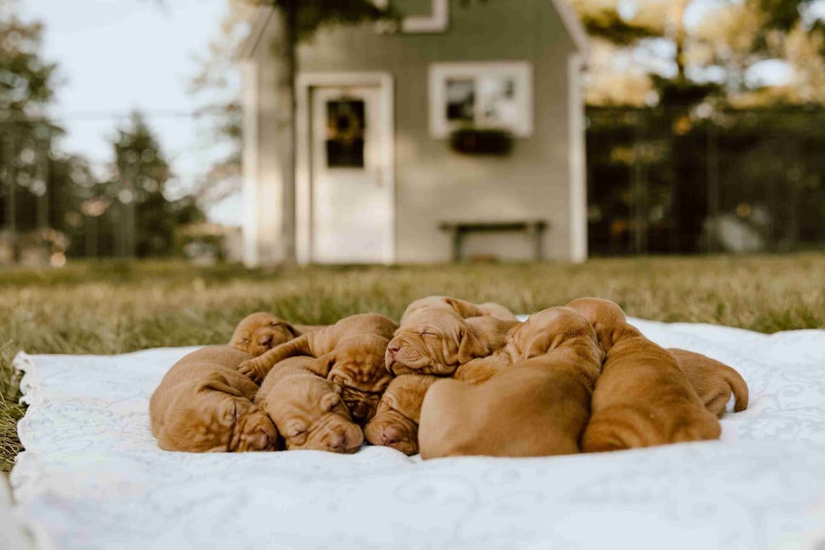 Vizsla Puppies breeder image 3