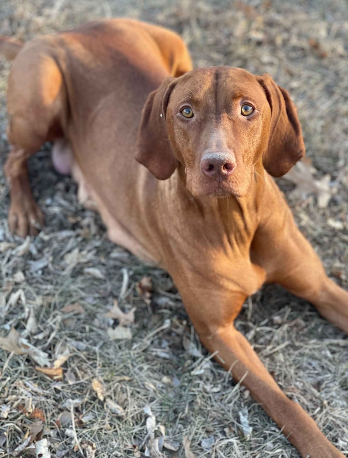 Vizsla Puppies breeder image 5