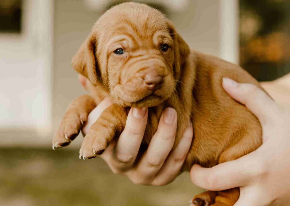 Vizsla Puppies breeder image 4