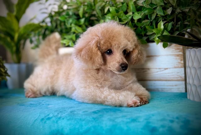 Pedacitos de Amor Toy Poodle Party media 2