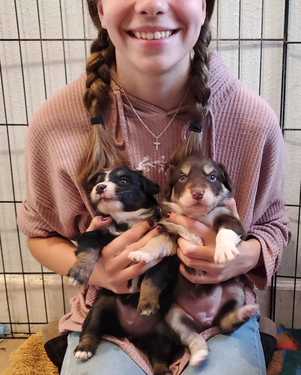 Australian Shepherd Puppies breeder image 5