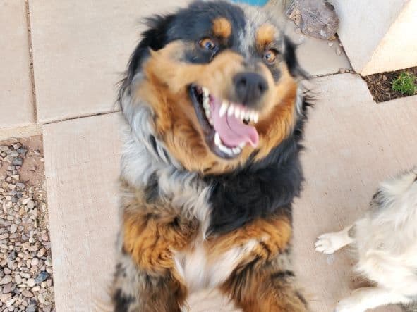 Australian Shepherd Puppies breeder image 6