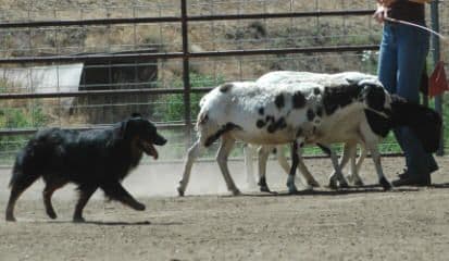 Australian Shepherd Puppies breeder image 9
