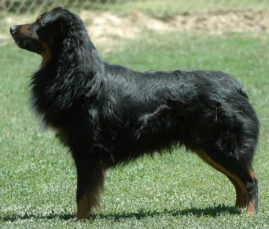 Australian Shepherd Puppies breeder image 10