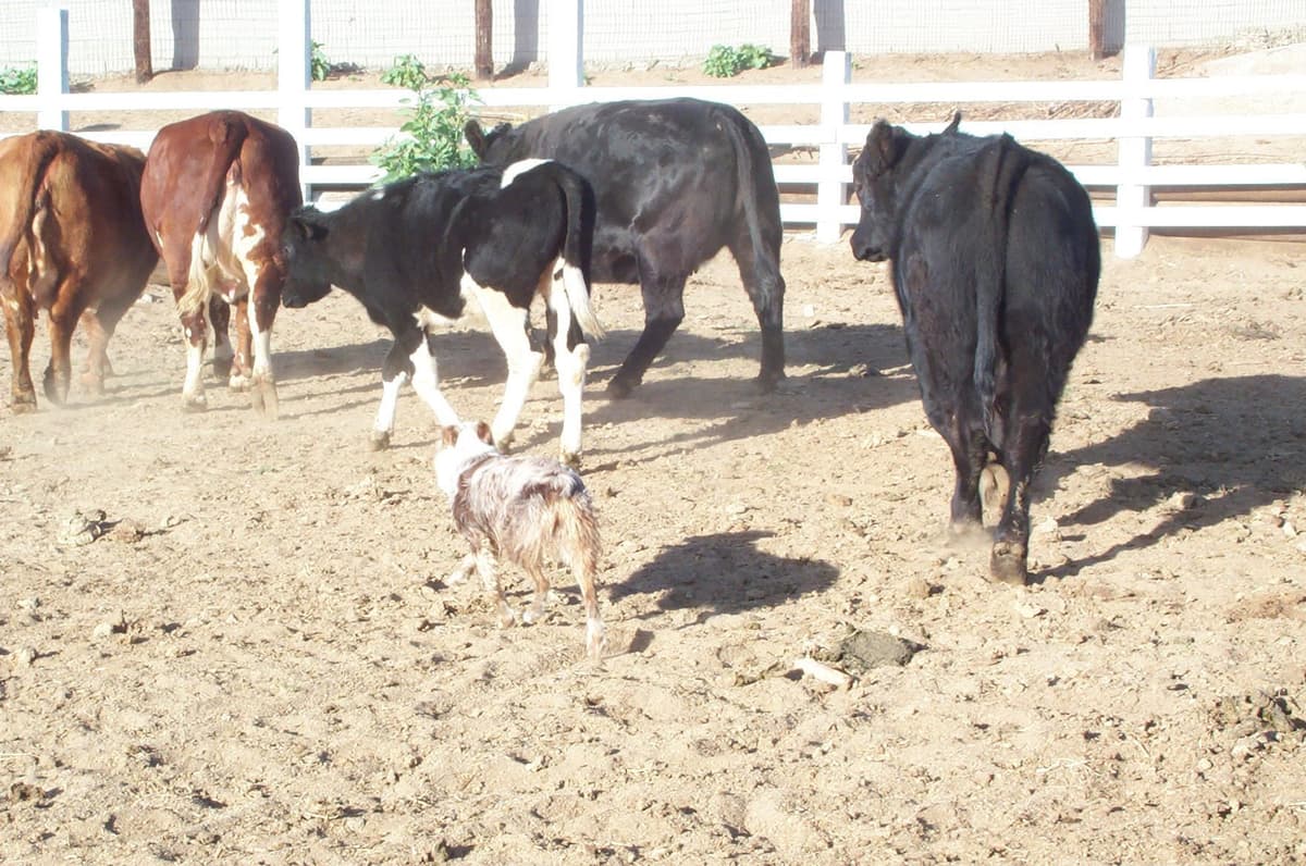 Australian Shepherd Puppies breeder image 13