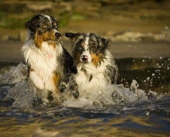 Australian Shepherd Puppies breeder image 14
