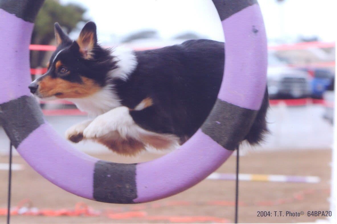 Australian Shepherd Puppies breeder image 15