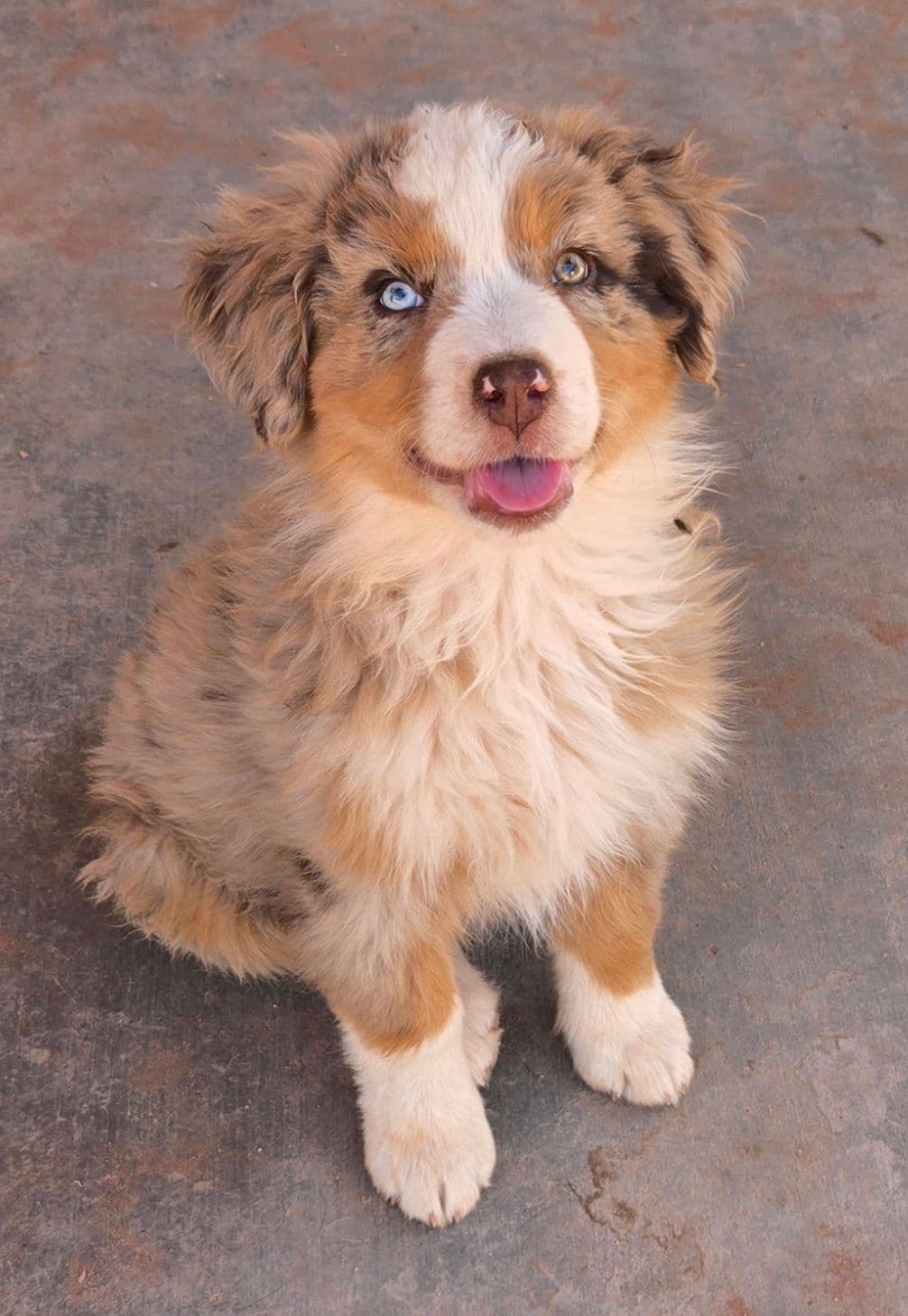 Australian Shepherd Puppies breeder image 19