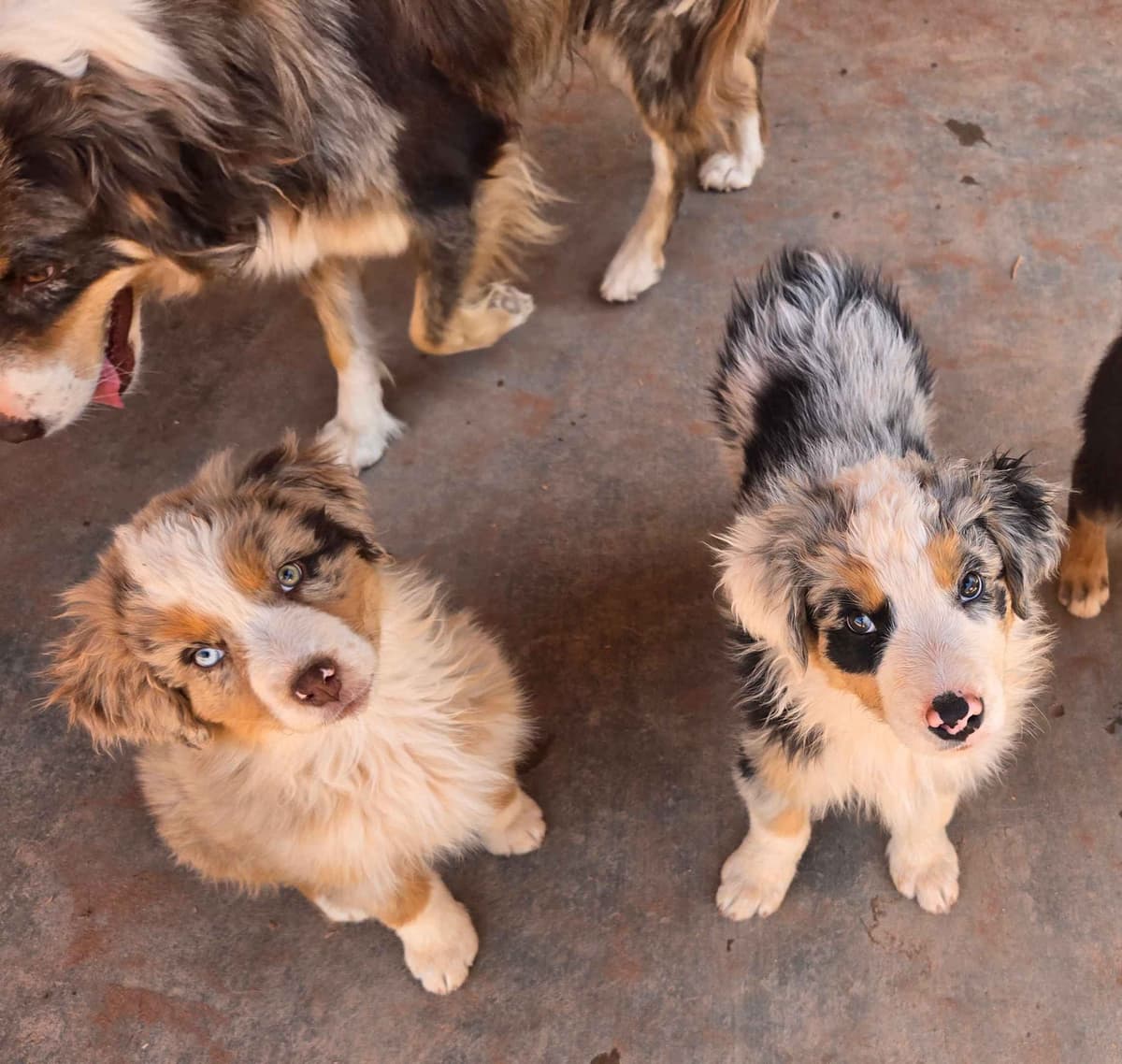 Australian Shepherd Puppies breeder image 20