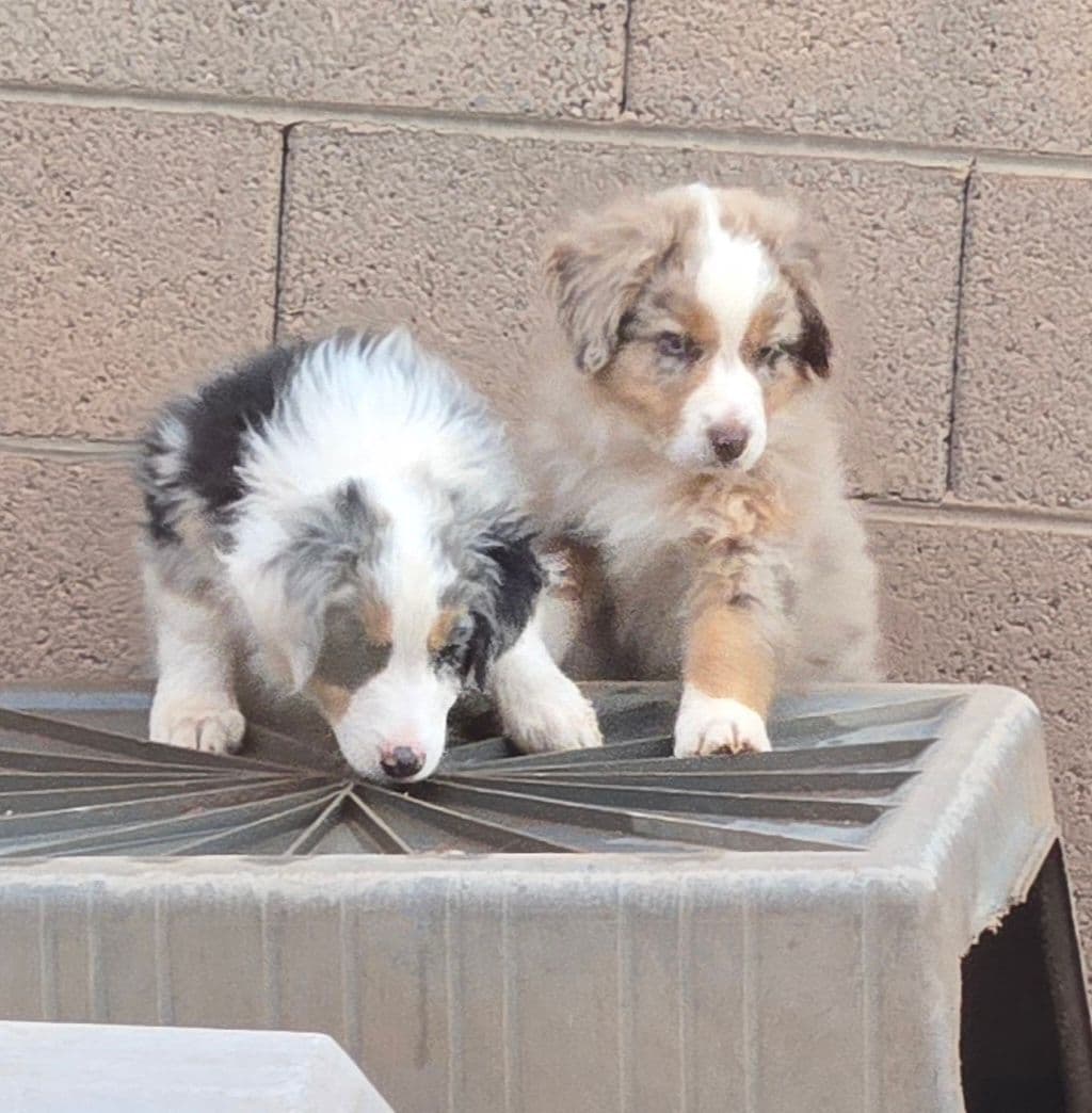 Australian Shepherd Puppies breeder image 21