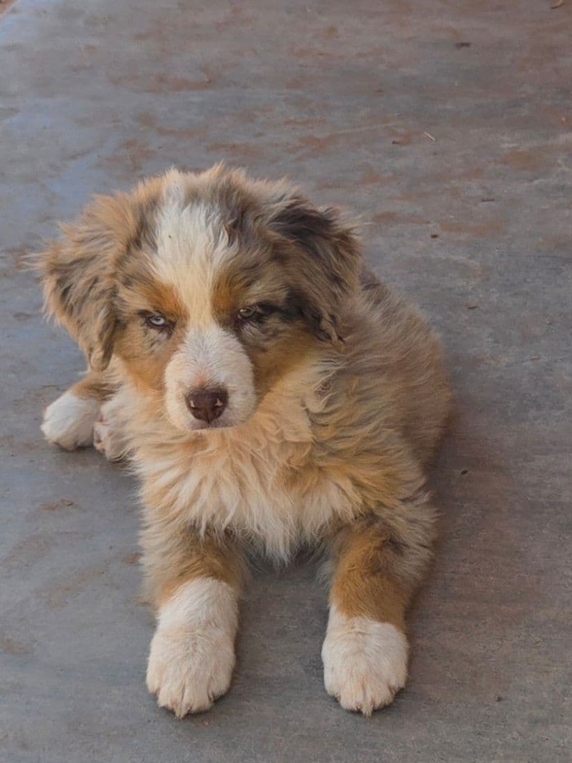 Australian Shepherd Puppies breeder image 22