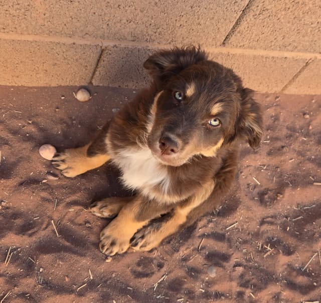 Australian Shepherd Puppies media 2