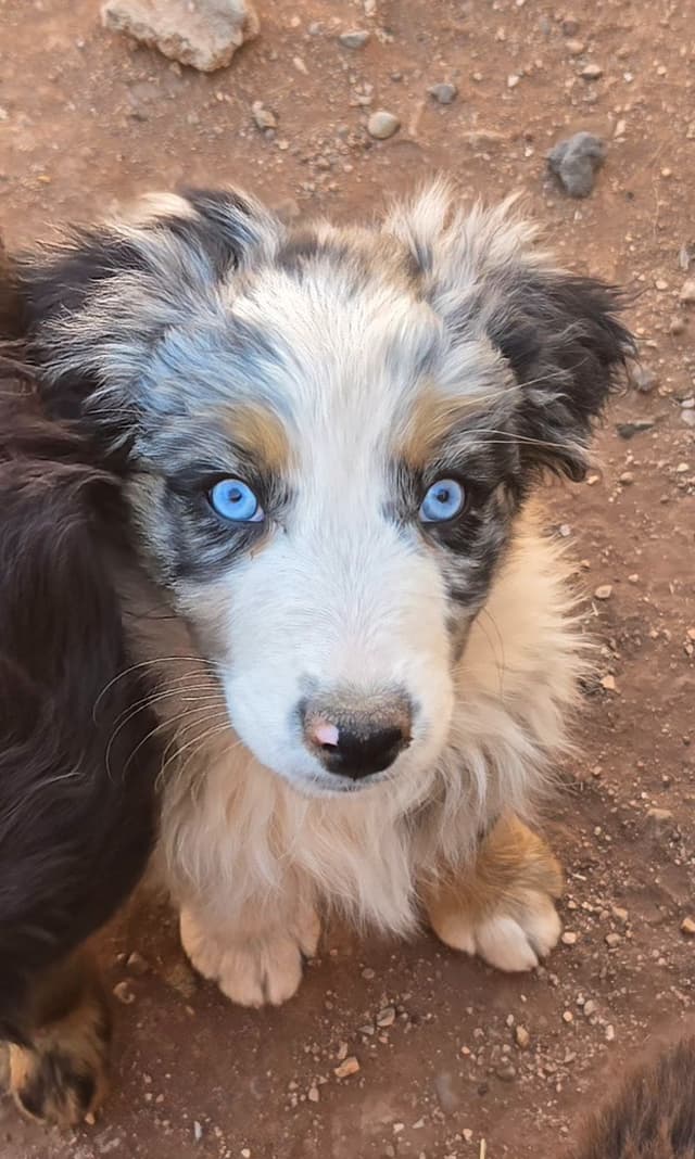 Australian Shepherd Puppies media 3