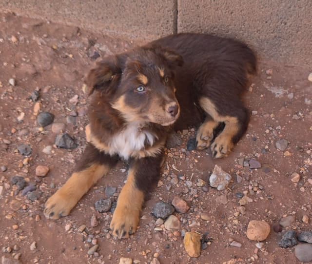 Australian Shepherd Puppies media 5