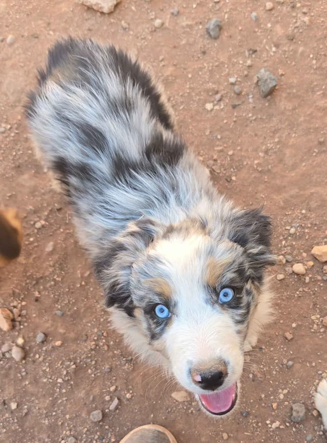 Australian Shepherd Puppies media 4