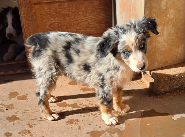 Australian Shepherd Puppies media 6