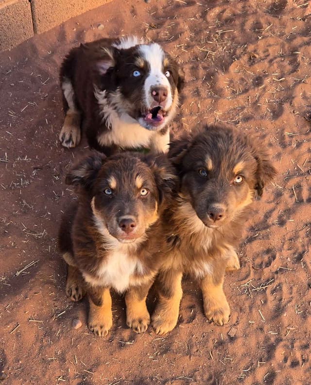 Australian Shepherd Puppies media 7