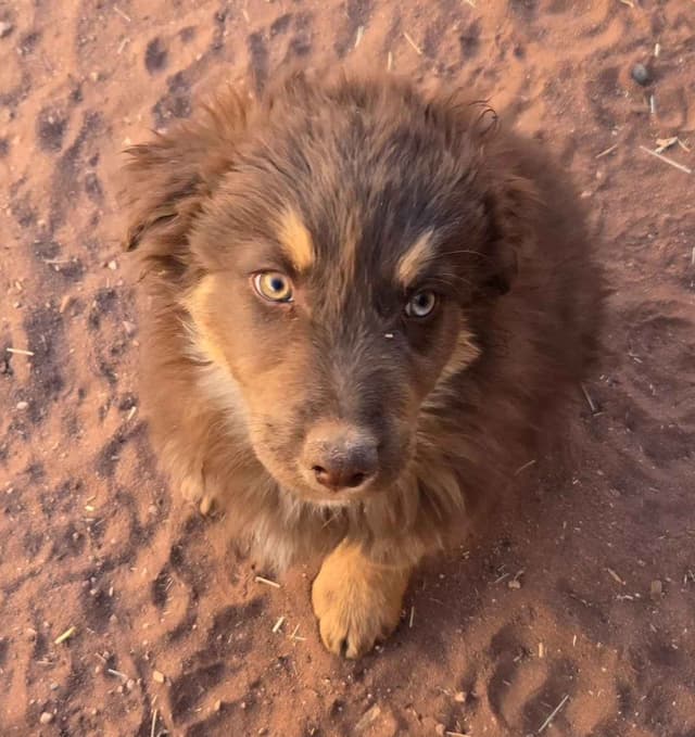 Australian Shepherd Puppies media 8