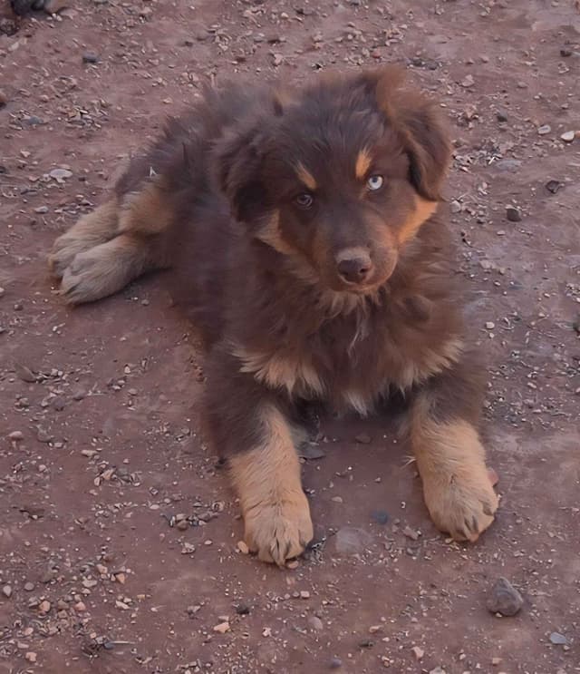 Australian Shepherd Puppies media 9