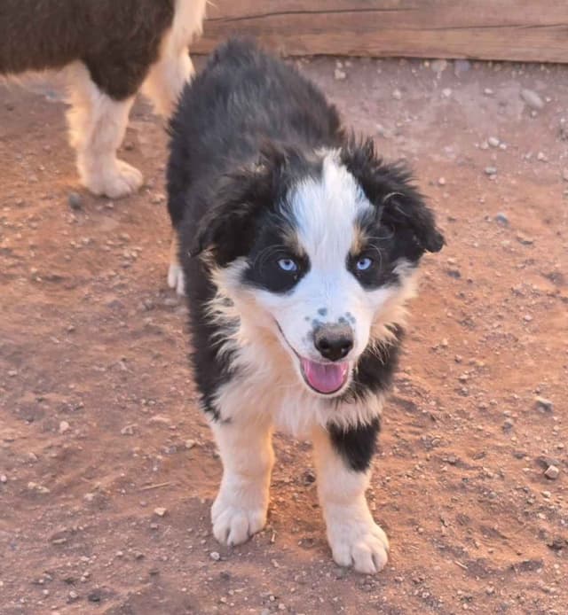Australian Shepherd Puppies media 2