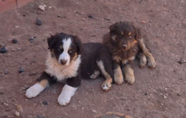 Australian Shepherd Puppies media 3
