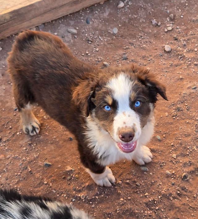 Australian Shepherd Puppies media 5