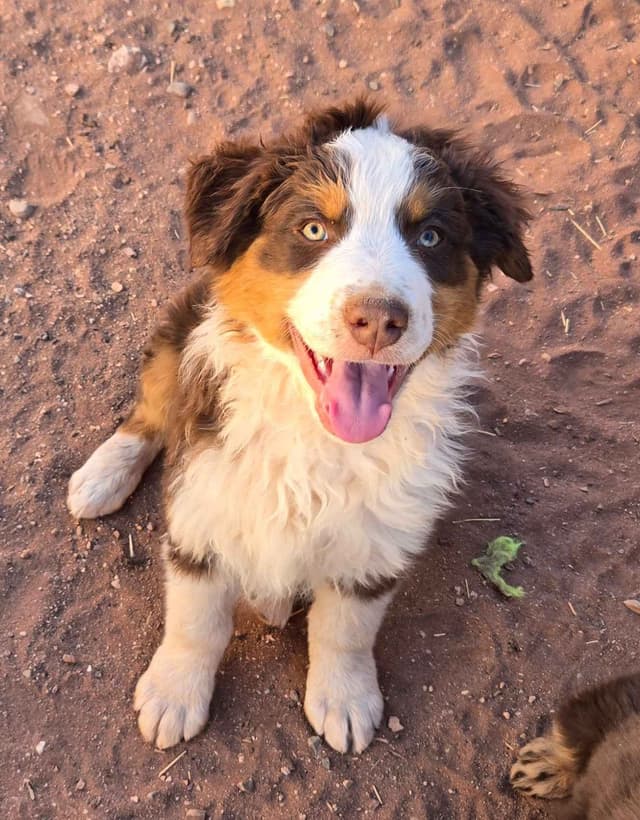 Australian Shepherd Puppies media 4