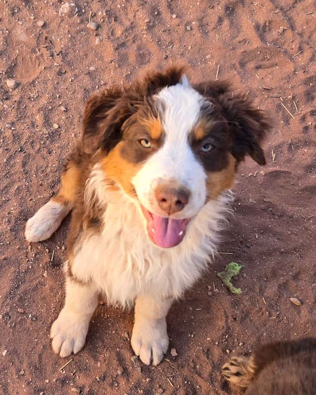 Australian Shepherd Puppies media 6