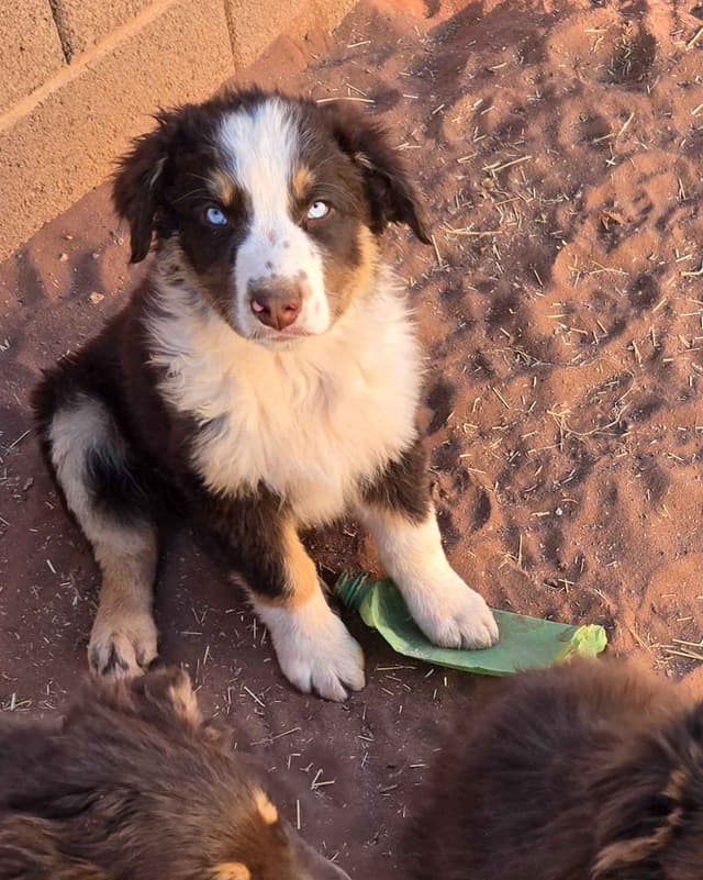 Australian Shepherd Puppies media 7