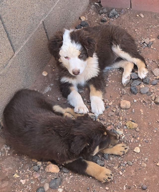 Australian Shepherd Puppies media 8