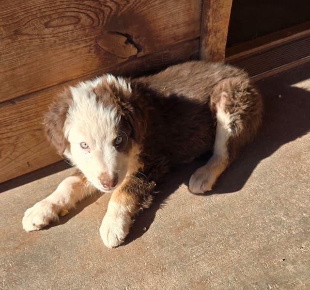 Australian Shepherd Puppies media 9