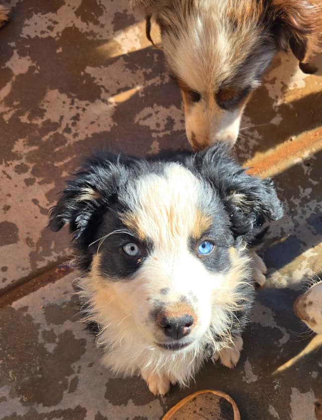 Australian Shepherd Puppies media 10