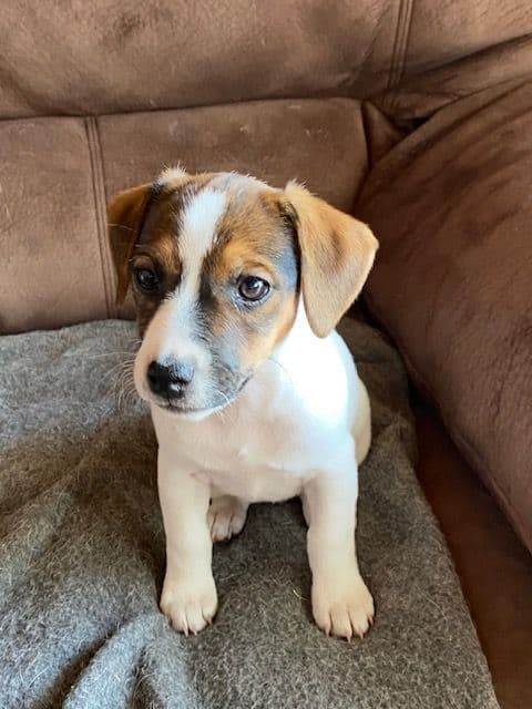 Russell Terrier Puppies breeder image 5
