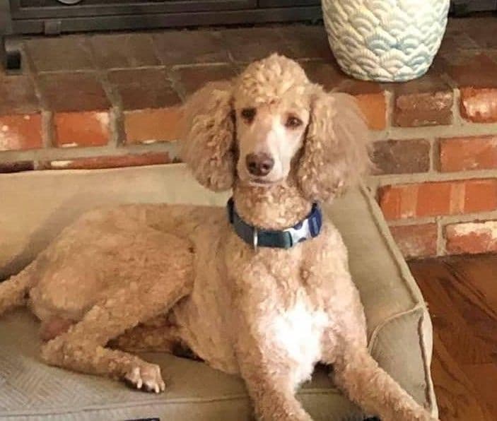 Standard Poodle Puppies breeder image 2