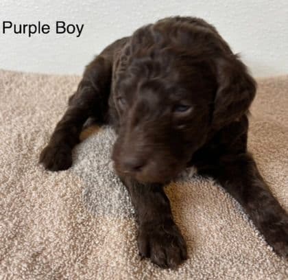 Standard Poodle Puppies breeder image 3