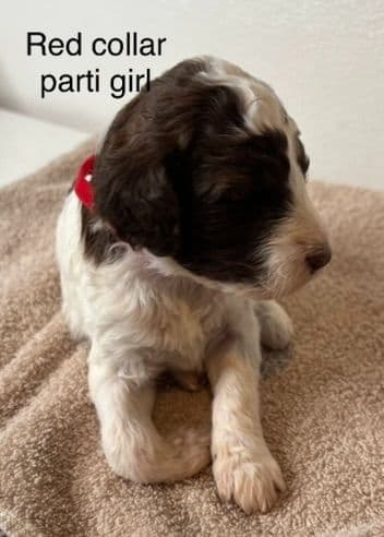 Standard Poodle Puppies breeder image 11
