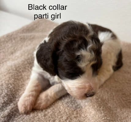Standard Poodle Puppies breeder image 4