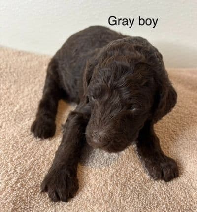 Standard Poodle Puppies breeder image 12