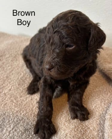 Standard Poodle Puppies breeder image 10