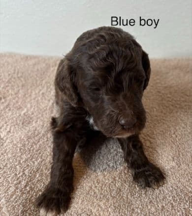 Standard Poodle Puppies breeder image 7