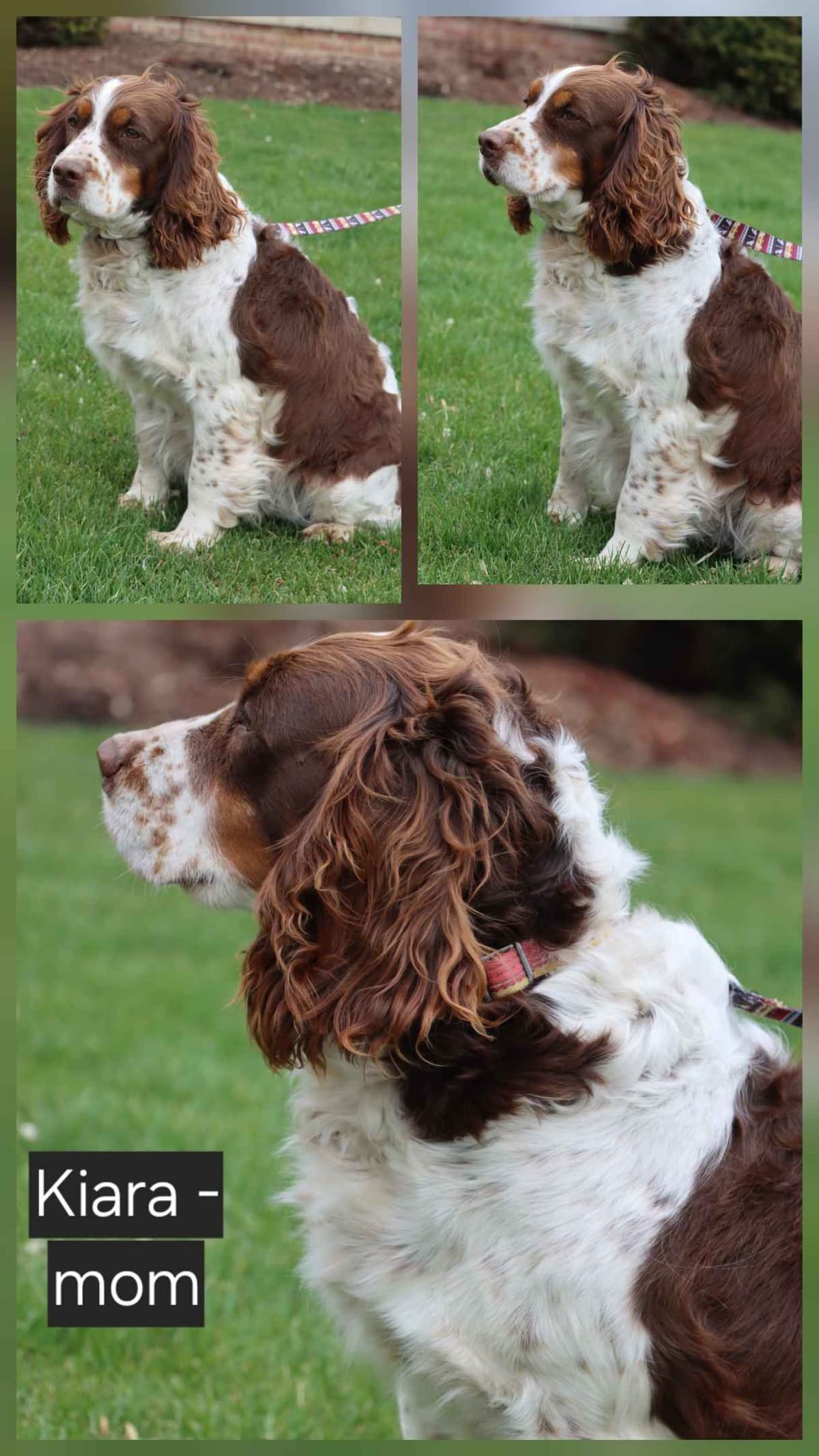 English Springer Spaniel Puppies breeder image 1