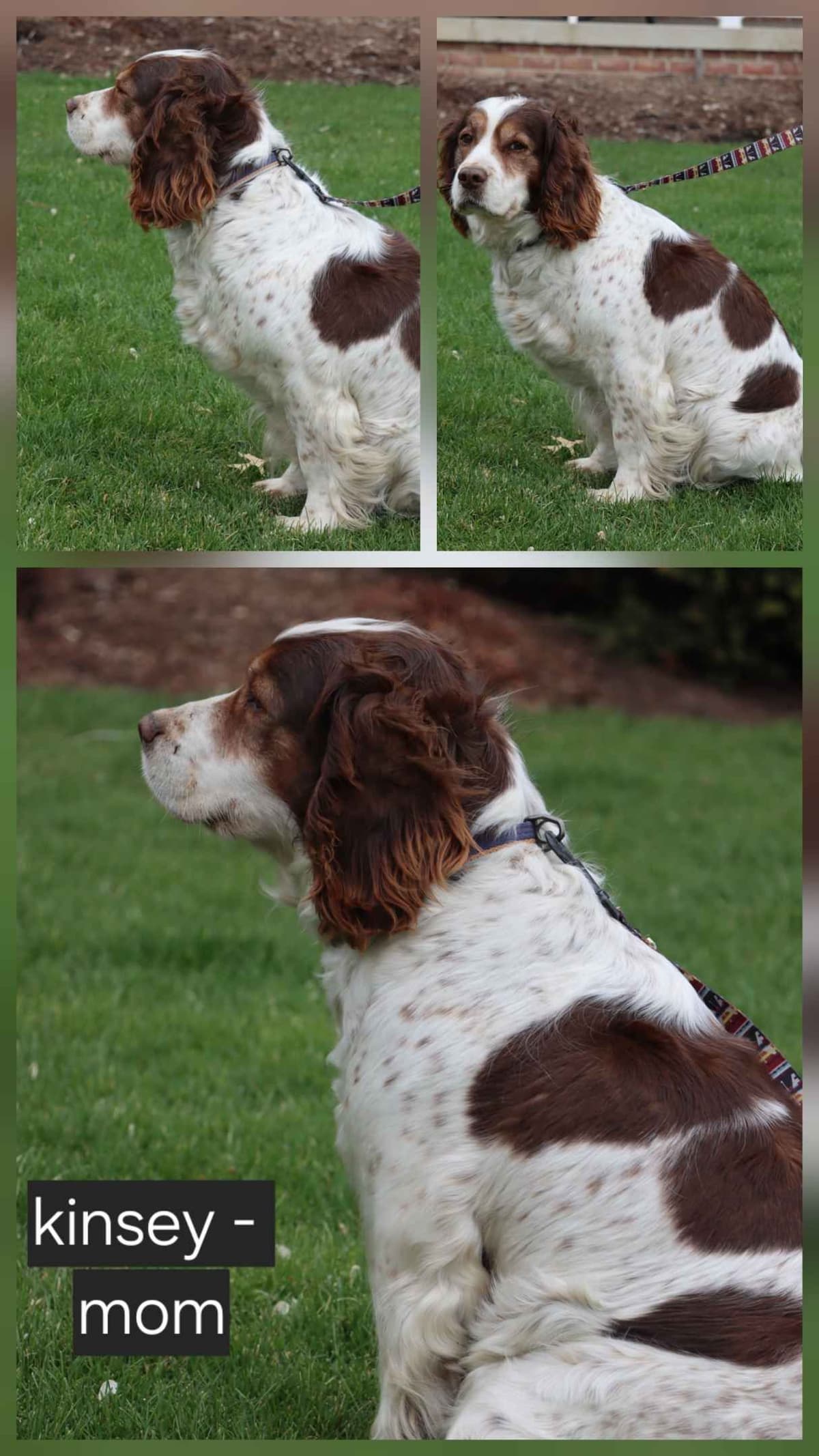 English Springer Spaniel Puppies breeder image 3